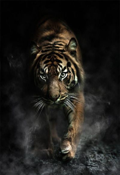 Corbett Tiger Reserve